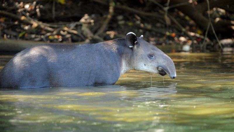 Danta - Tapir Corcovado National Park