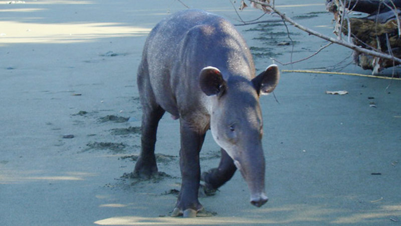 Danta - Tapir Corcovado National Park