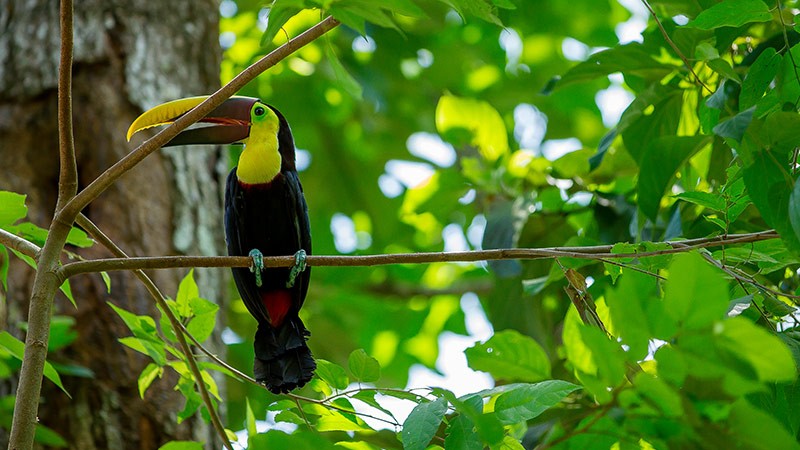 Corcovado National Park