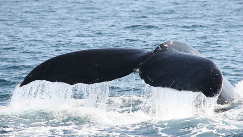 whale watching in Drake Bay and Cano Island