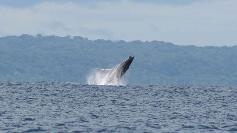 whale watching in Drake Bay and Cano Island