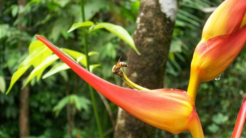 Corcovado Costa Rica